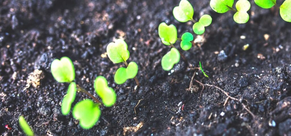 gestione rifiuti organici