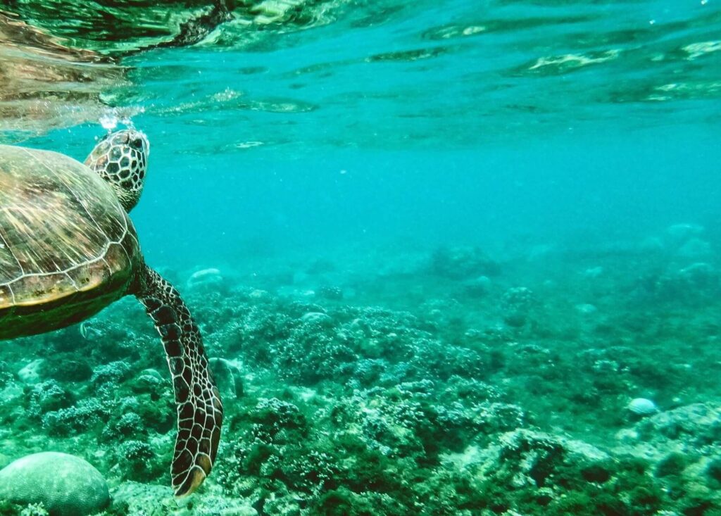 inquinamento marino da dpi